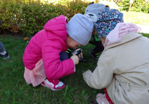 Dzieci z lupami w ręku obserwują mrówki ukryte w trawie.