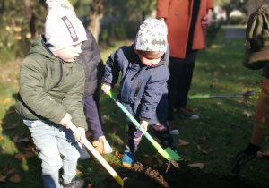 Chłopcy przy użycu łopat pomagają sadzić drzewo.