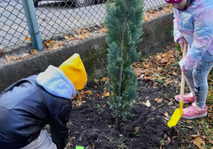 Amelka i Karol zasypują korzenie rośliny ziemią z wykorzystaniem łopatek.
