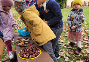 Przedszkolaki segregują zebrany materiał przyrodniczy na trzy grupy: liście, kasztany i żołędzie.