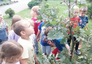 Grupka dzieci ogląda drzewo dąb.