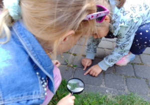 Zuzia i Matylda z lupami w rękach obserwują mrówki ukryte w trawie i na chodniku.
