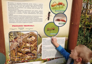 Grupa dzieci ogląda tablicę dydaktyczną „Mrowisko i jego mieszkańcy” .Marcel wskazuje na tablicy mrówkę robotnicę.