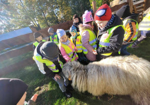 Przedszkolaki karmią owieczki