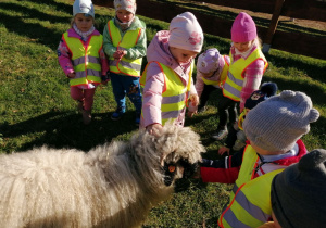 Grupka dzieci podczas karmienia owcy.