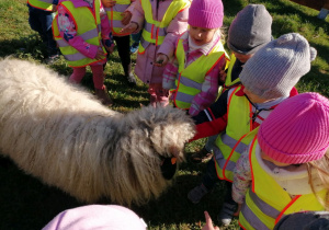 Grupka przedszkolaków podczas karmienia owieczki.