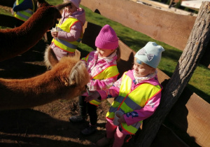 Grupka dziewczynek podczas karmienia alpak.