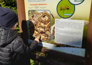 Oskar stoi przed tablicą dydaktyczną "Mrowisko i jego mieszkańcy" i liczy mrówki na obrazku przedstawiającym przekrój mrowiska.
