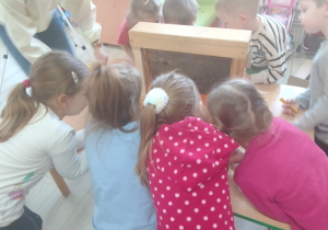 Grupa dzieci obserwuje rodzinę pszczelą wraz z królową zgromadzone w szklanym pojemniku.