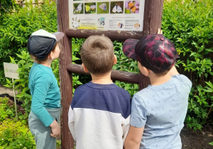 Trzech chłopców ogląda motyle na tablicy dydaktycznej w punkcie dydaktycznym.