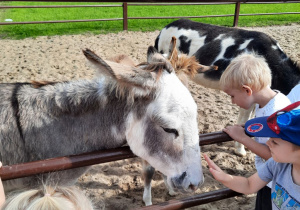 Chłopcy głaszczą osiołki w mini zoo.