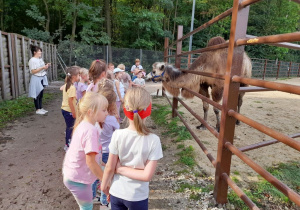 Dzieci oglądają wielbłąda w mini zoo. Obok stoi pani Lidka.