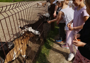 Dzieci karmią kózki kawałkami marchewek.