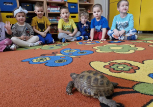 Dzieci z grupy oglądają żółwia stepowego.