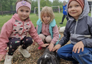 Oliwia, Nadia i Tymek na wybiegu z królikami głaszczą czarno-białego królika rasy Baran Francuski.