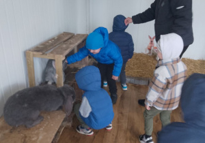 Grupka chłopców z Panią Grażynką w towarzystwie królików.
