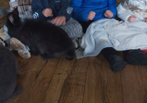Emil, Filip, Karol i Jagoda z królikami.