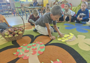 11.Na dywanie leży kosz z jabłkami oraz jabłoń i koszyk wycięty z papieru. Franek układa jabłka do koszyczka