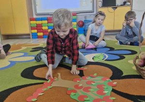 1.Oluś układa czerwone papierowe jabłuszka na kartonowej jabłoni