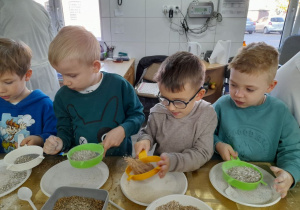 Czterech chłopców stoi obok siebie przy stole i przesiewa rozdrobnione ziarna zbóż przez sitka.