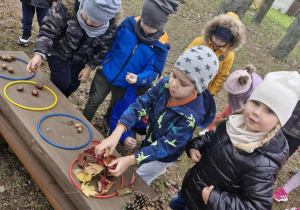 Przedszkolaki segregują zebrany materiał przyrodniczy umieszczając go w odpowiednich obręczach.