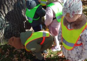 Grupa dzieci obok drzewa szuka kasztanów i innych darów jesieni.