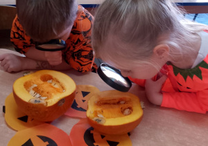 Nikola i Mikołaj oglądają przez lupy dynię w środku.