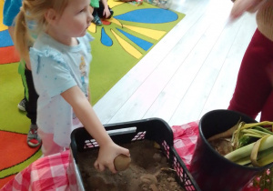 Maja wyjmuje ziemniaka ukrytego w ziemi.