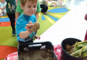 Nikodem znalazł ziemniaka zakopanego w ziemi.