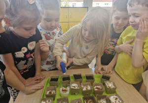 Przedszkolaki podlewają zasiane rośliny.