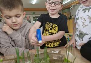 Staś, Antek i Karol oglądają owies i rzeżuchę, które wyrosły w doniczkach.