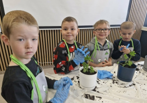 Julek, Oskar, Tymek i Staś przesadzają rośliny do doniczek.
