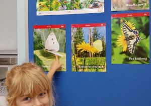 Emilia wskazuje na tablicy jeden z gatunków motyli: bielinka kapustnika.