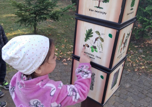 14.Dziewczynka wskazuje na słupku żołędzie.